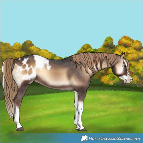 Horse Color:Liver Red Onyx Splash Appaloosa 