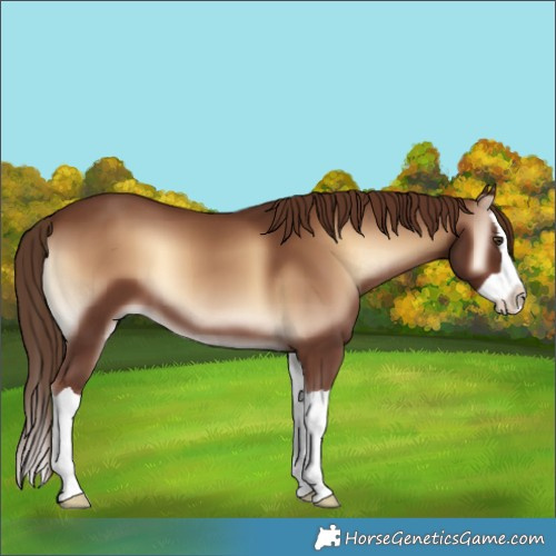 Horse Color:Red Onyx Splash 