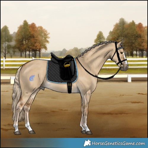 Horse Color:Chocolate Palomino Dun Rabicano 