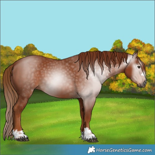 Horse Color:Gray Chestnut 