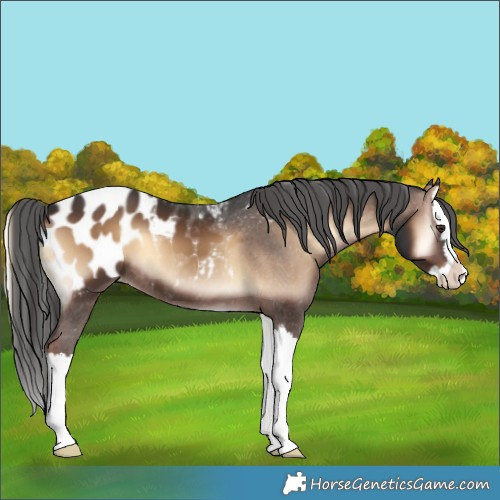 Horse Color:Liver Red Onyx Splash Blanket 