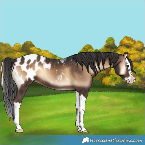 Horse Color:Liver Red Onyx Splash Appaloosa 