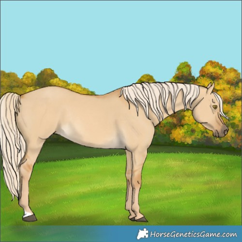 Horse Color:Palomino Dun Rabicano 