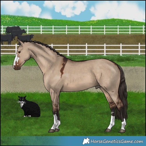 Horse Color:Liver Red Dun 