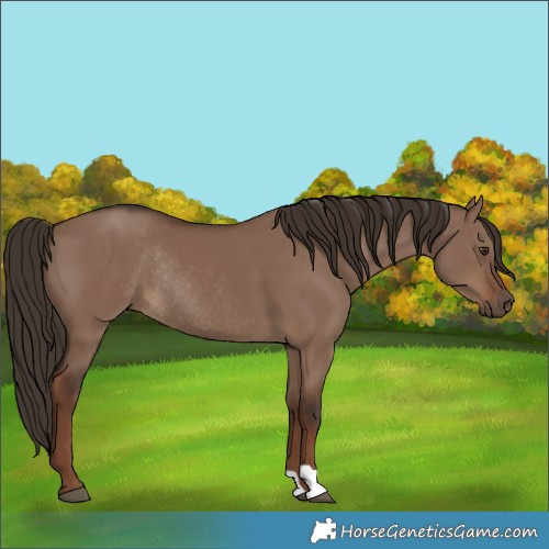 Horse Color:Liver Red Dun Rabicano 