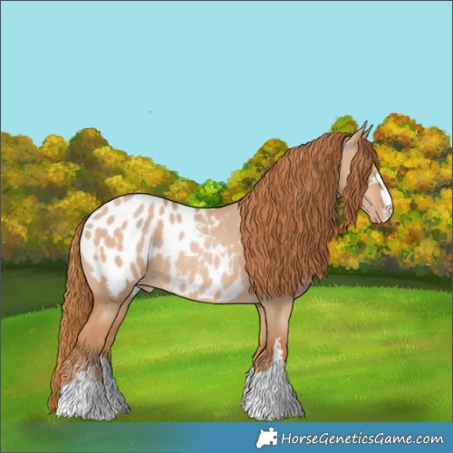 Horse Color:Red Dun Appaloosa