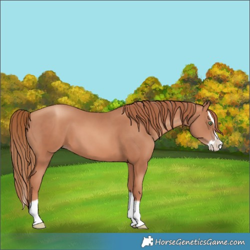 Horse Color:Gold Champagne Splash 