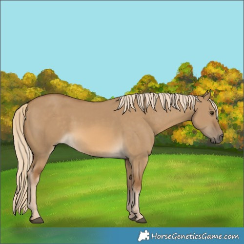 Horse Color:Chocolate Palomino Dun Rabicano 