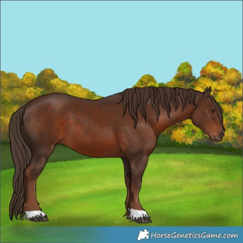 Horse Color:Liver Chestnut 