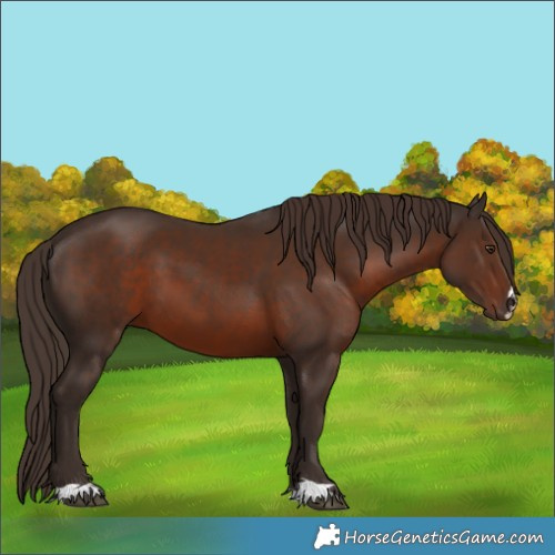 Horse Color:Liver Chestnut 