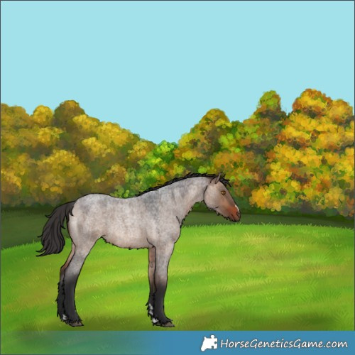 Horse Color:Brown Roan Dun Rabicano 