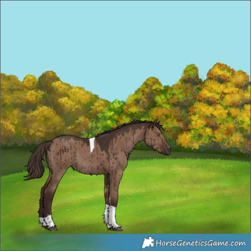Horse Color:Liver Red Dun Tobiano Rabicano Brindle 