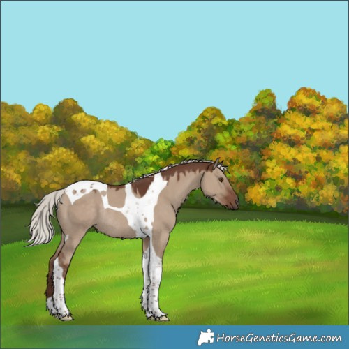 Horse Color:Silver Grullo Tobiano Rabicano