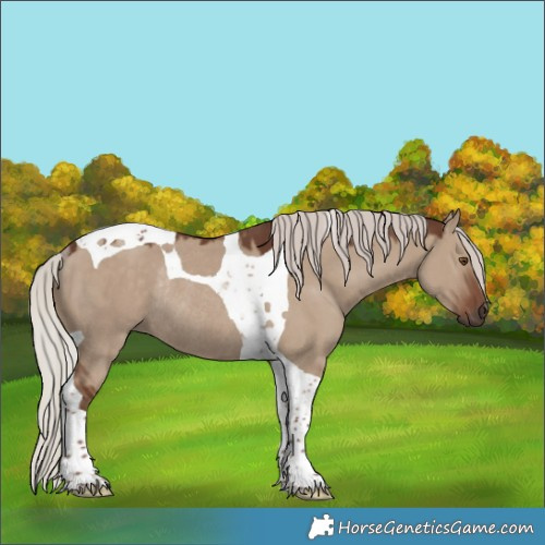 Horse Color:Silver Grullo Tobiano Rabicano 