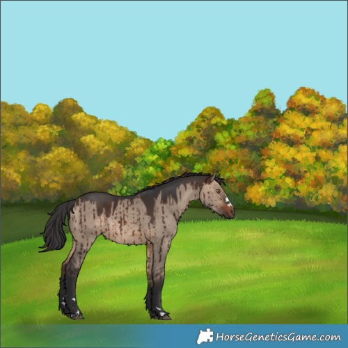 Horse Color:Brown Dun Rabicano Brindle 