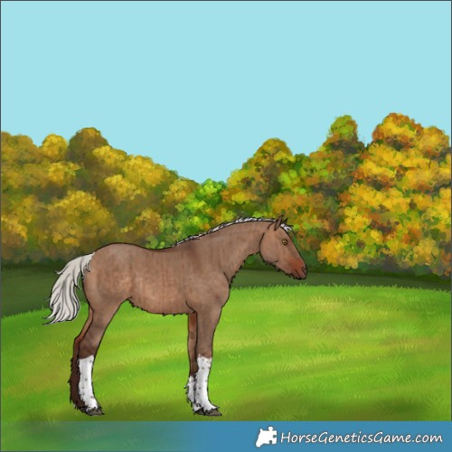 Horse Color:Silver Brown Dun Tobiano Rabicano Brindle 