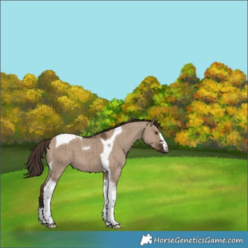 Horse Color:Liver Red Dun Tobiano Brindle 