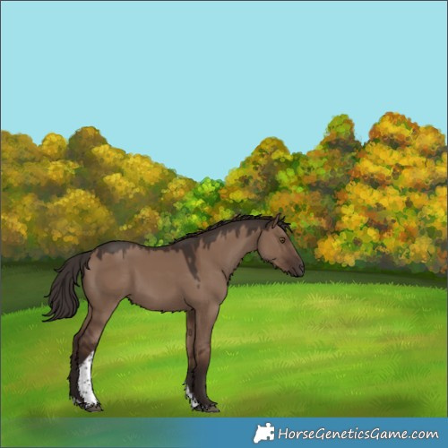 Horse Color:Liver Red Dun Tobiano 