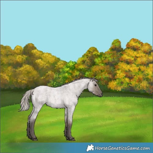 Horse Color:Silver Grullo Roan Rabicano Brindle 