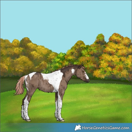 Horse Color:Liver Red Dun Tobiano Rabicano Brindle 