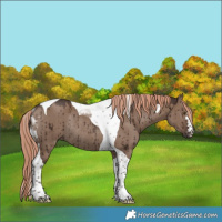 Horse Color:Liver Red Dun Tobiano Rabicano Brindle