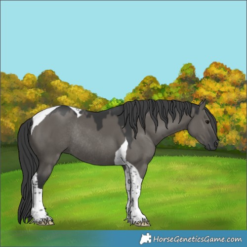 Horse Color:Grullo Tobiano Rabicano 