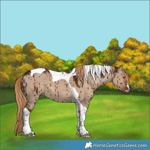 Horse Color:Liver Red Dun Tobiano Rabicano Brindle