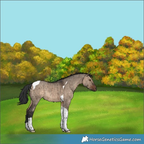 Horse Color:Brown Dun Tobiano Rabicano Brindle 