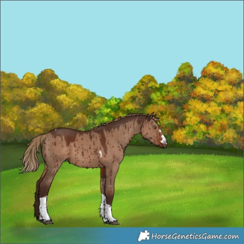 Horse Color:Liver Red Dun Tobiano Brindle 