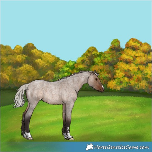 Horse Color:Silver Brown Roan Dun Rabicano Brindle 