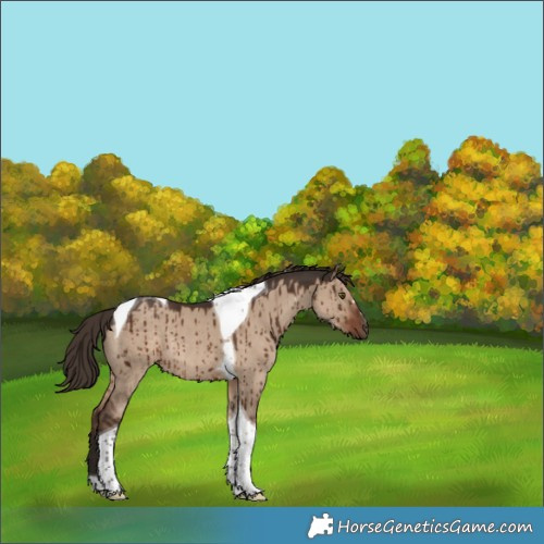 Horse Color:Liver Red Dun Tobiano Rabicano Brindle 