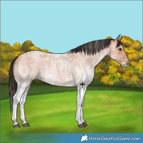 Horse Color:White Spotted Bay Roan 