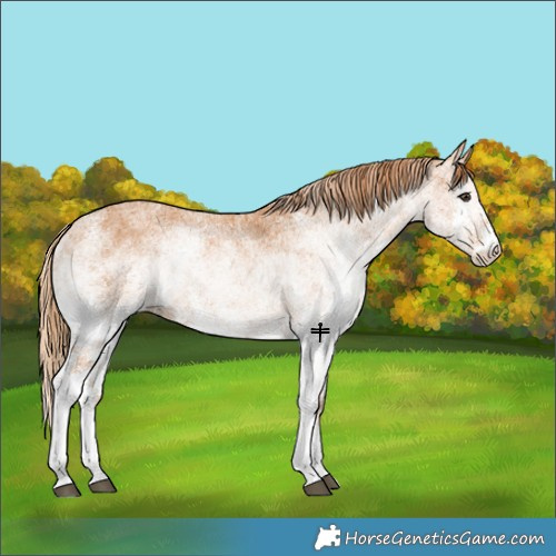 Horse Color:White Spotted Chestnut 