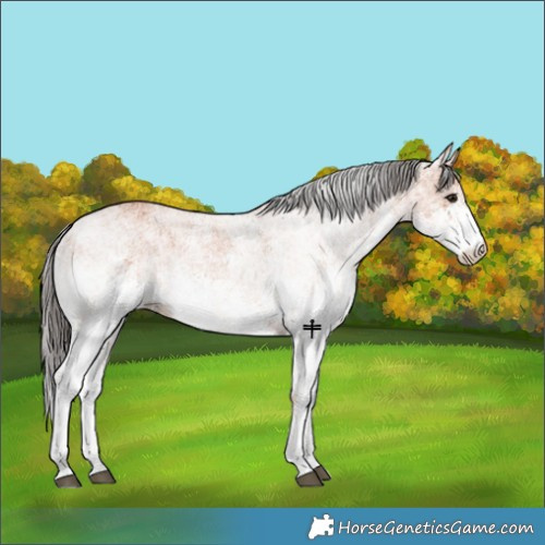 Horse Color:White Spotted Bay 