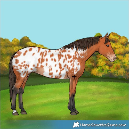 Horse Color:Bay Appaloosa 