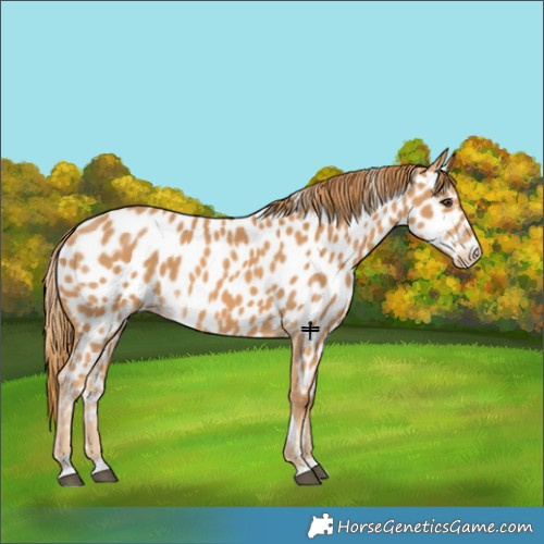 Horse Color:Chestnut Near Leopard 