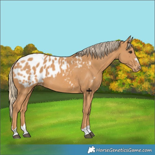 Horse Color:Chestnut Blanket 