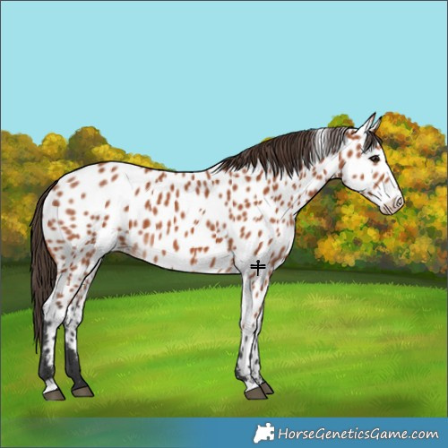 Horse Color:Bay Near Leopard 