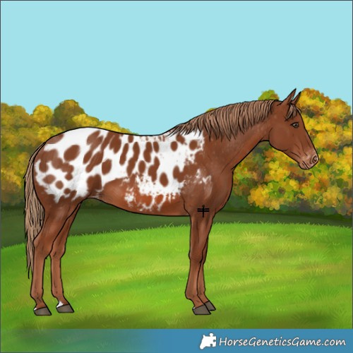 Horse Color:Chestnut Appaloosa 