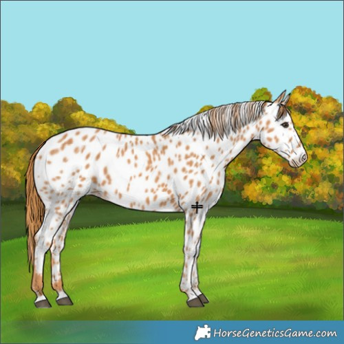 Horse Color:Chestnut Near Leopard 