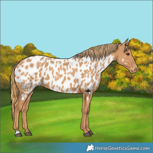 Horse Color:Chestnut Near Leopard 