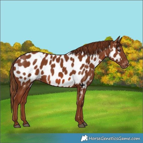 Horse Color:Chestnut Near Leopard 