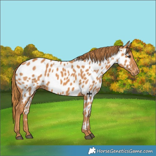 Horse Color:Chestnut Near Leopard 