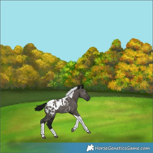 Horse Color:Gray Grullo Tobiano Appaloosa