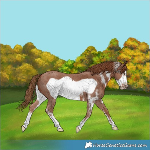 Horse Color:Chestnut Sabino Frame 