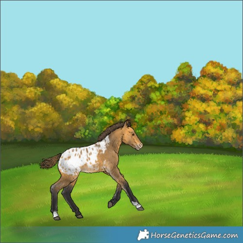 Horse Color:Buckskin Appaloosa 