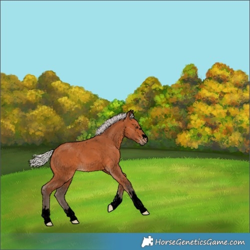 Horse Color:Void Silver Bay 