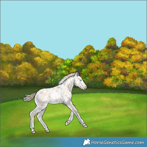 Horse Color:Perlino Appaloosa