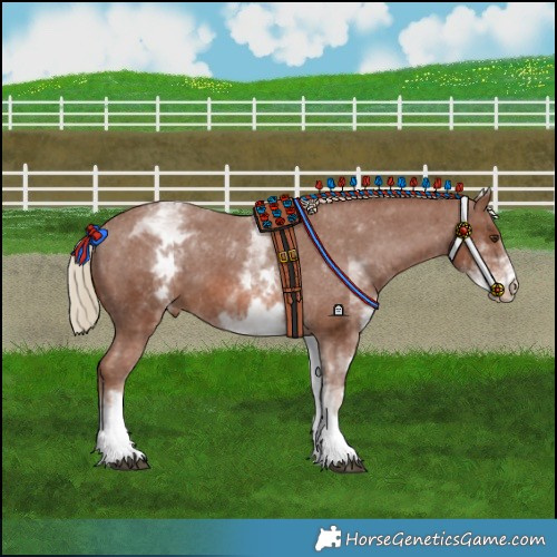 Horse Color:White Spotted Chestnut Appaloosa 