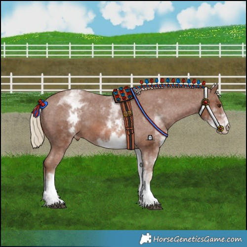 Horse Color:White Spotted Chestnut Varnish 
